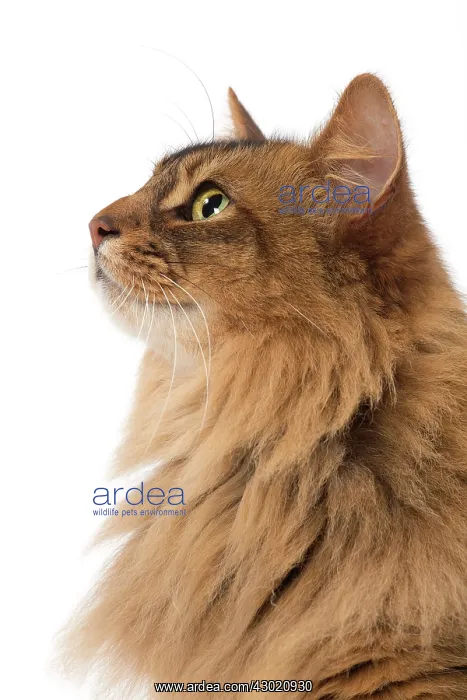  : Cat Somali