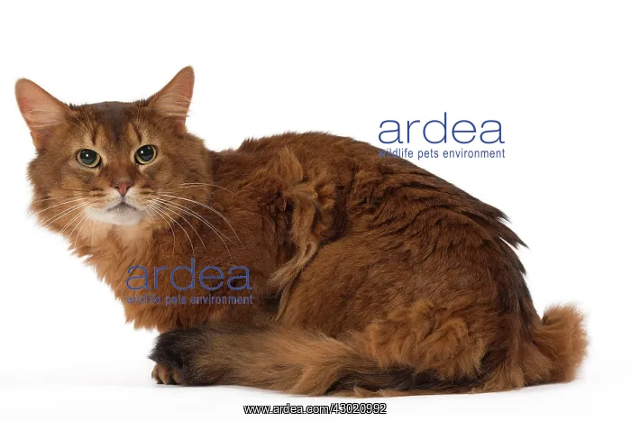  : Cat Somali