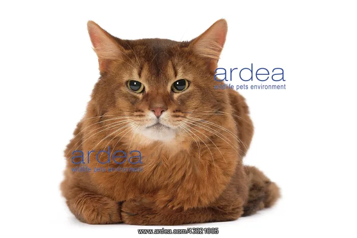  : Cat Somali