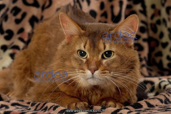  : Cat Somali