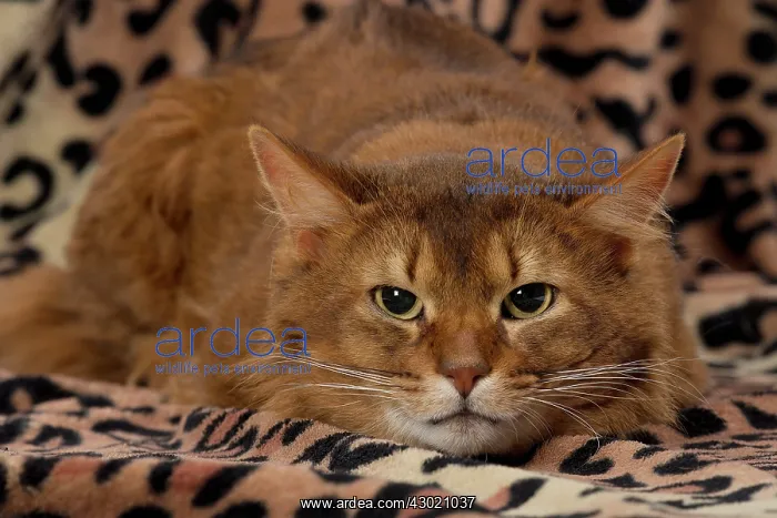  : Cat Somali