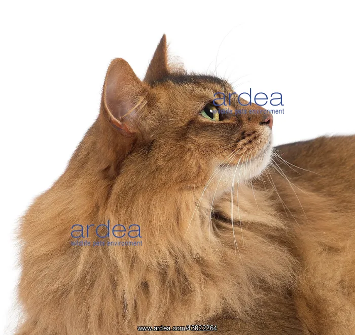  : Cat Somali