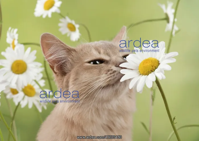  : Cat Somali