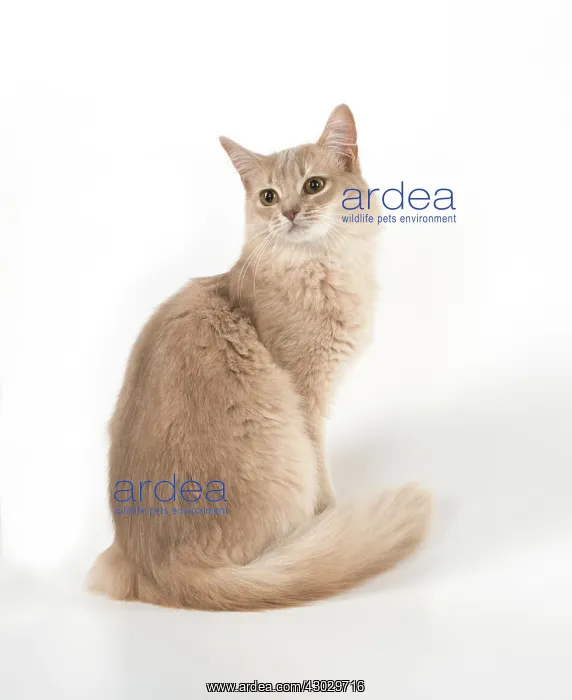 : Cat Somali : Cat Somali