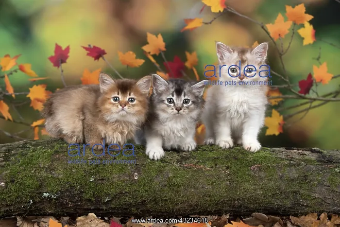 : Cat Somali 6 week old kitten (Chocolate, chocolate silver : Cat Somali 6 week old kitten (Chocolate, chocolate silver