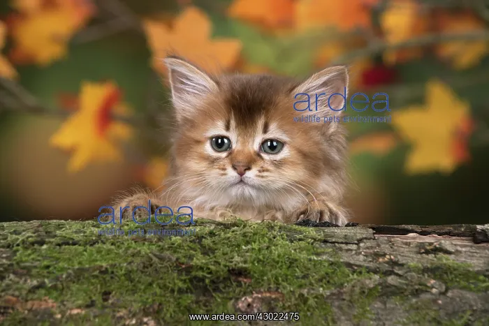 : Cat Somali 6 week old kitten (Chocolate) in an autumn setting : Cat Somali 6 week old kitten (Chocolate) in an autumn setting