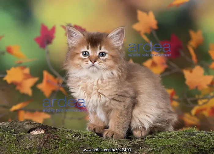 : Cat Somali 6 week old kitten (Chocolate) in an autumn setting : Cat Somali 6 week old kitten (Chocolate) in an autumn setting