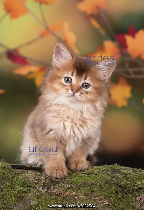 : Cat Somali 6 week old kitten (Chocolate) in an autumn setting : Cat Somali 6 week old kitten (Chocolate) in an autumn setting