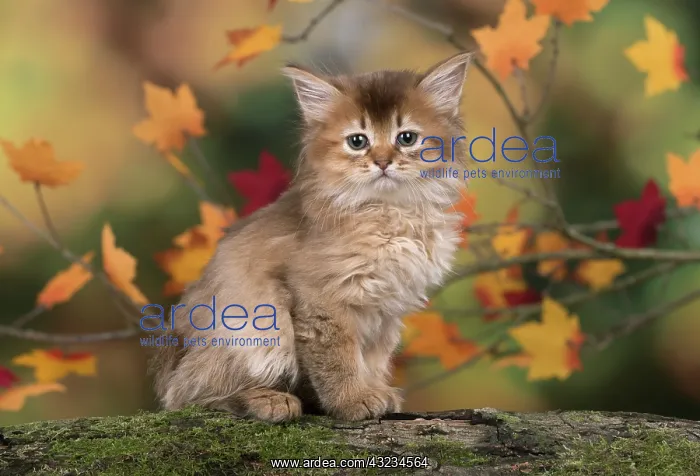  : Cat Somali 6 week old kitten (Chocolate) in an autumn setting