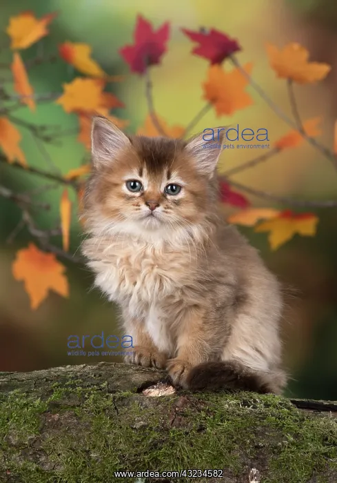 : Cat Somali 6 week old kitten (Chocolate) in an autumn setting : Cat Somali 6 week old kitten (Chocolate) in an autumn setting