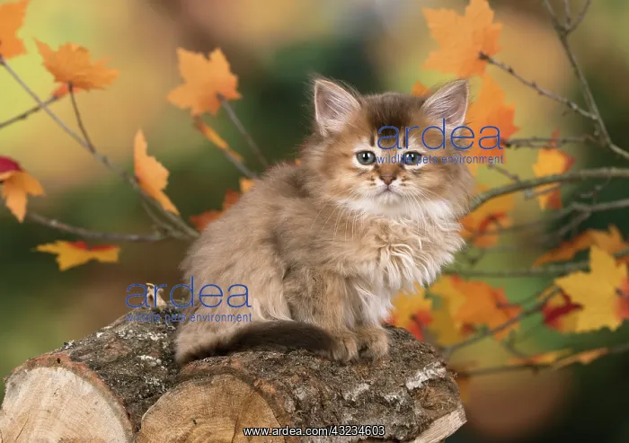 : Cat Somali 6 week old kitten (Chocolate) in an autumn setting : Cat Somali 6 week old kitten (Chocolate) in an autumn setting
