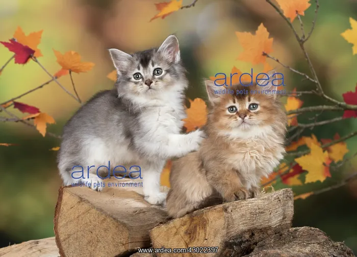 : Cat Somali 6 week old kitten (Chocolate and chocolate silver) in an autumn setting : Cat Somali 6 week old kitten (Chocolate and chocolate silver) in an autumn setting