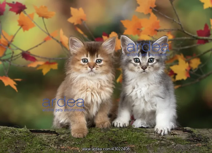 : Cat Somali 6 week old kitten (Chocolate and chocolate silver) in an autumn setting : Cat Somali 6 week old kitten (Chocolate and chocolate silver) in an autumn setting