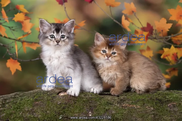 : Cat Somali 6 week old kitten (Chocolate and chocolate silver) in an autumn setting : Cat Somali 6 week old kitten (Chocolate and chocolate silver) in an autumn setting