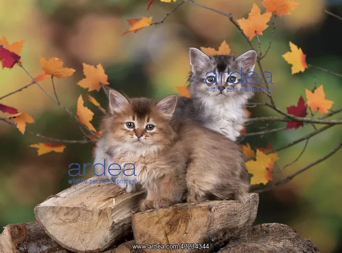 : Cat Somali 6 week old kitten (Chocolate and chocolate silver) in an autumn setting : Cat Somali 6 week old kitten (Chocolate and chocolate silver) in an autumn setting