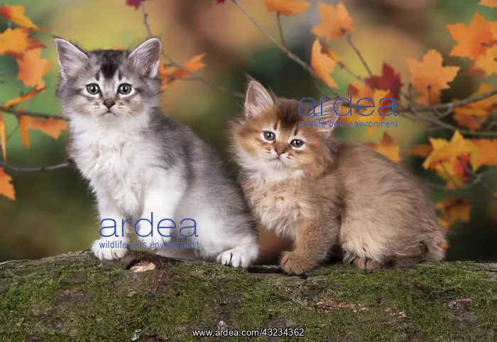 : Cat Somali 6 week old kitten (Chocolate and chocolate silver) in an autumn setting : Cat Somali 6 week old kitten (Chocolate and chocolate silver) in an autumn setting