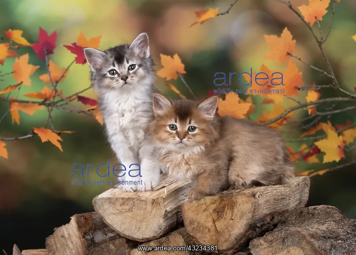 : Cat Somali 6 week old kitten (Chocolate and chocolate silver) in an autumn setting : Cat Somali 6 week old kitten (Chocolate and chocolate silver) in an autumn setting