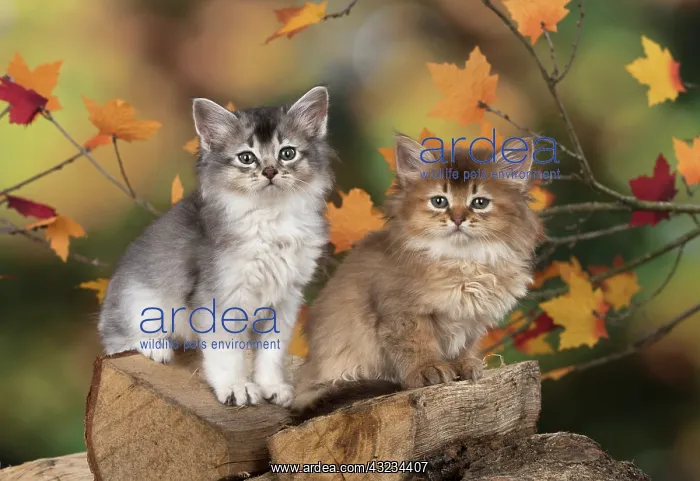 : Cat Somali 6 week old kitten (Chocolate and chocolate silver) in an autumn setting : Cat Somali 6 week old kitten (Chocolate and chocolate silver) in an autumn setting