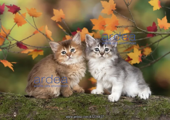 : Cat Somali 6 week old kitten (Chocolate and chocolate silver) in an autumn setting : Cat Somali 6 week old kitten (Chocolate and chocolate silver) in an autumn setting