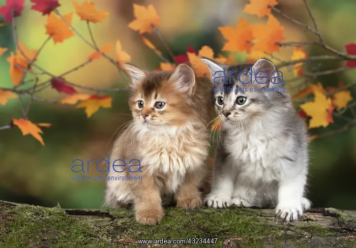 : Cat Somali 6 week old kitten (Chocolate and chocolate silver) in an autumn setting : Cat Somali 6 week old kitten (Chocolate and chocolate silver) in an autumn setting