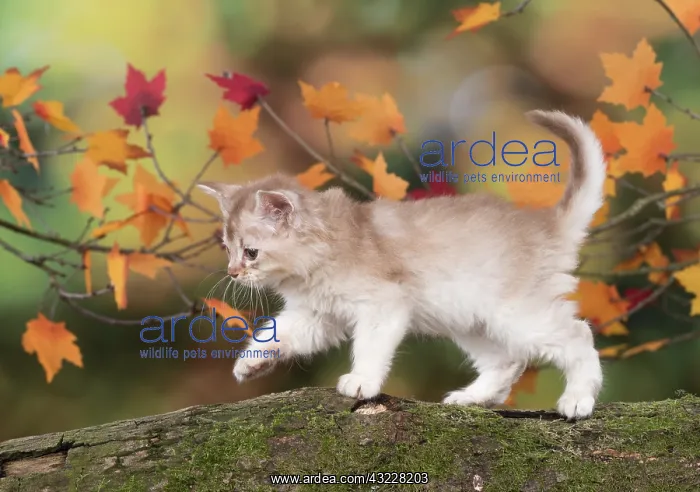 : Cat Somali 6 week old kitten (Chocolate silver) in an autumn setting : Cat Somali 6 week old kitten (Chocolate silver) in an autumn setting