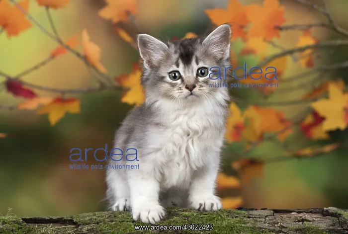 : Cat Somali 6 week old kitten (usual silver ) in an autumn setting : Cat Somali 6 week old kitten (usual silver ) in an autumn setting