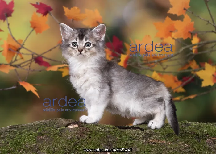 : Cat Somali 6 week old kitten (usual silver ) in an autumn setting : Cat Somali 6 week old kitten (usual silver ) in an autumn setting