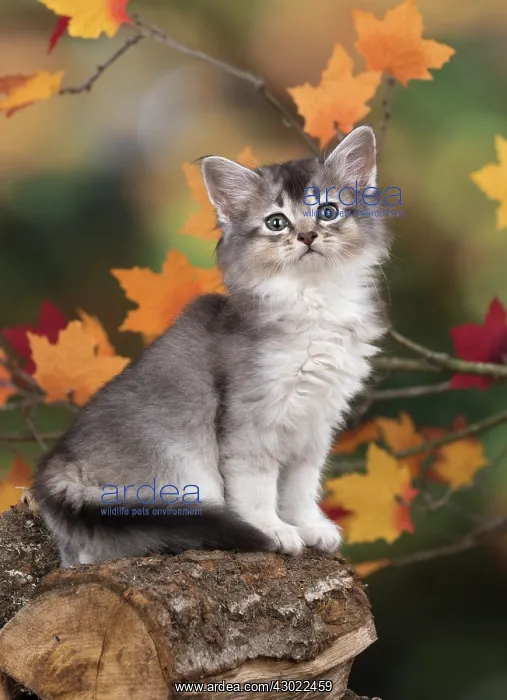  : Cat Somali 6 week old kitten (usual silver ) in an autumn setting
