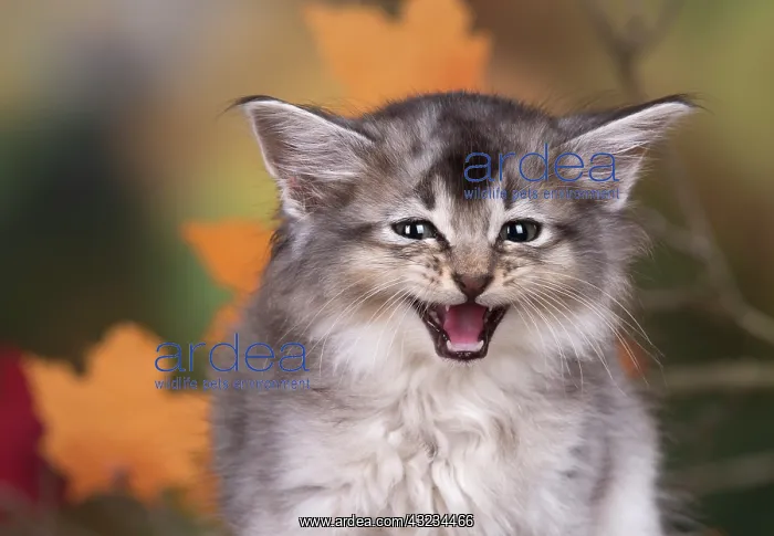 : Cat Somali 6 week old kitten (usual silver ) in an autumn setting : Cat Somali 6 week old kitten (usual silver ) in an autumn setting