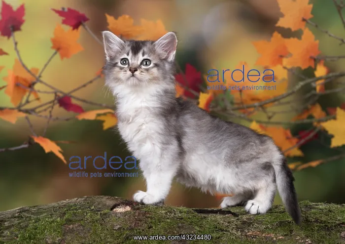: Cat Somali 6 week old kitten (usual silver ) in an autumn setting : Cat Somali 6 week old kitten (usual silver ) in an autumn setting