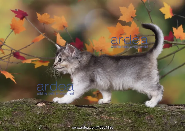 : Cat Somali 6 week old kitten (usual silver ) in an autumn setting : Cat Somali 6 week old kitten (usual silver ) in an autumn setting