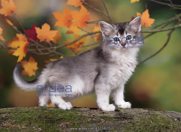 : Cat Somali 6 week old kitten (usual silver ) in an autumn setting : Cat Somali 6 week old kitten (usual silver ) in an autumn setting