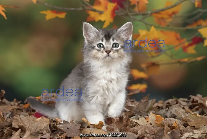 : Cat Somali 6 week old kitten (usual silver ) in an autumn setting