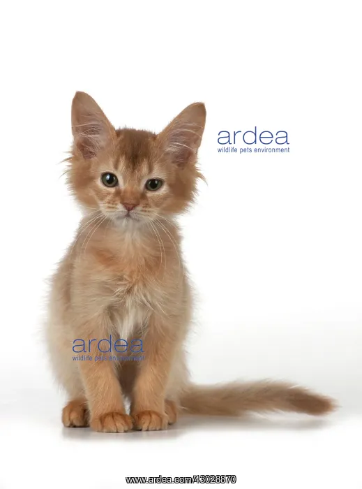 : Cat Somali 7 week old kitten : Cat Somali 7 week old kitten