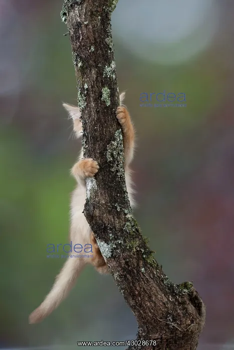 : Cat Somali 7 week old kittens : Cat Somali 7 week old kittens