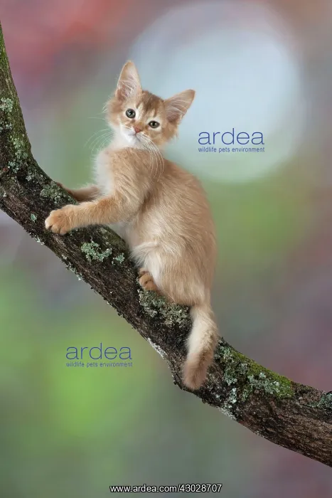 : Cat Somali 7 week old kittens : Cat Somali 7 week old kittens