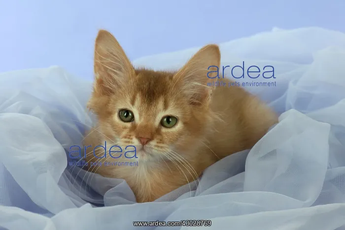: Cat Somali 7 week old kittens : Cat Somali 7 week old kittens