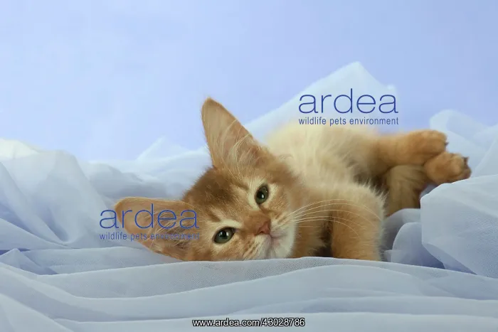: Cat Somali 7 week old kittens : Cat Somali 7 week old kittens