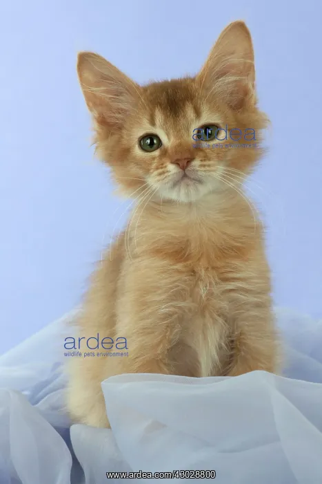: Cat Somali 7 week old kittens : Cat Somali 7 week old kittens