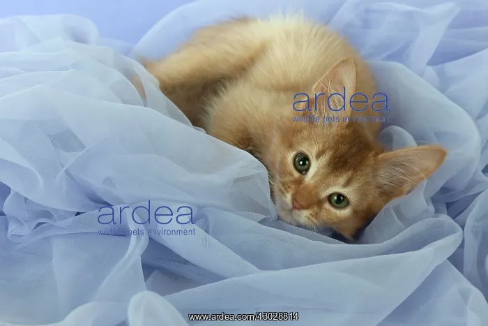 : Cat Somali 7 week old kittens : Cat Somali 7 week old kittens