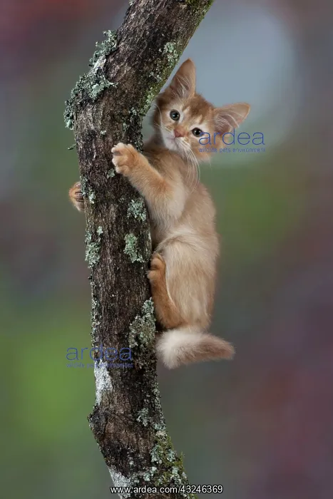 : Cat Somali 7 week old kittens : Cat Somali 7 week old kittens