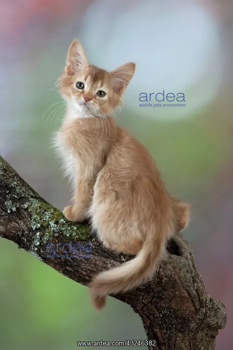 : Cat Somali 7 week old kittens : Cat Somali 7 week old kittens