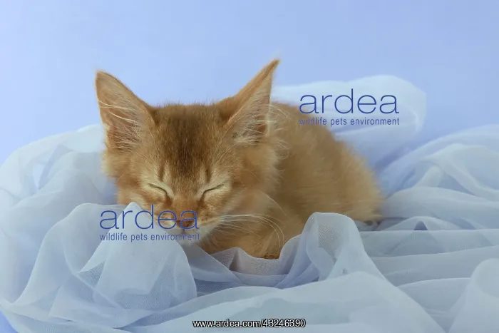 : Cat Somali 7 week old kittens : Cat Somali 7 week old kittens