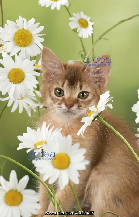 : Cat Somali 8 week old kitten : Cat Somali 8 week old kitten