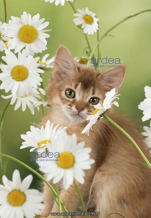 : Cat Somali 8 week old kitten : Cat Somali 8 week old kitten