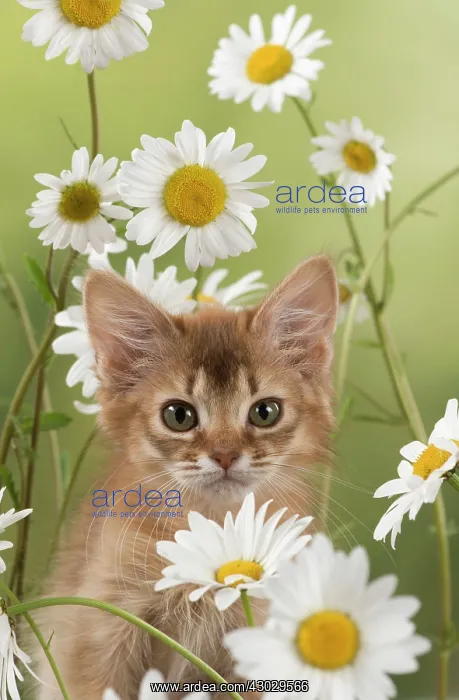 : Cat Somali 8 week old kitten : Cat Somali 8 week old kitten