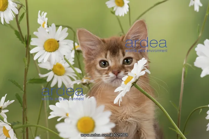  : Cat Somali 8 week old kitten