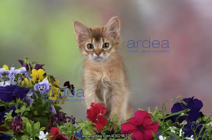 : Cat Somali 8 week old kitten : Cat Somali 8 week old kitten