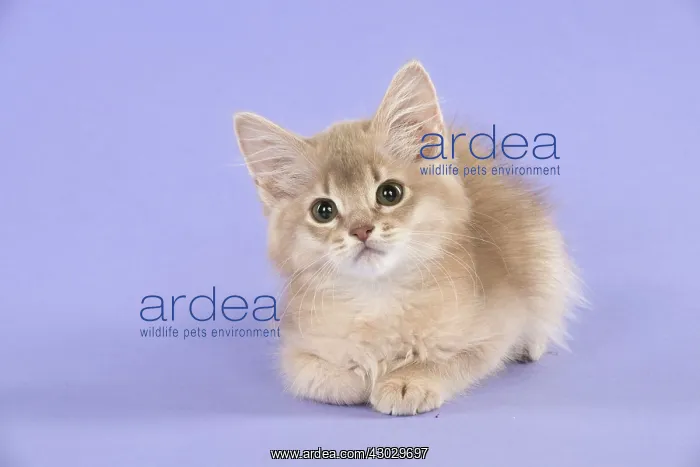 : Cat Somali 8 week old kitten : Cat Somali 8 week old kitten