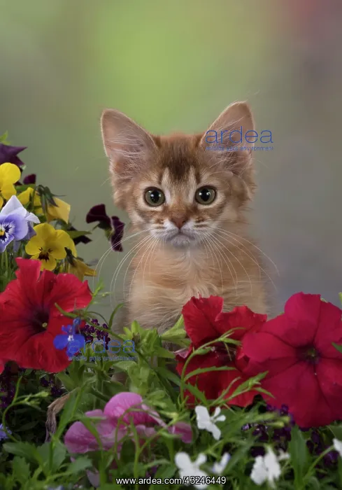 : Cat Somali 8 week old kitten : Cat Somali 8 week old kitten